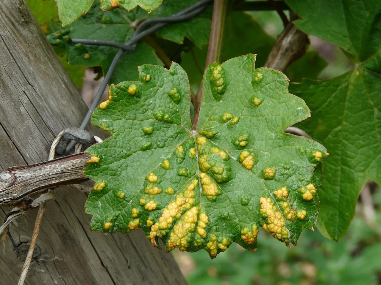 gall